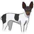 Signmission Toy Fox Terrier Dog Decal, Dog Lover Decor Vinyl Sticker D-12-Toy Fox Terrier